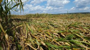 Damaged corn plants after a tornado in Marquette County August 2018.