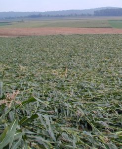 A color photo of mature corn plants laying flat on ground after heavy rains.