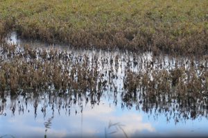 A color photo of mature soybean plants in floodwater.