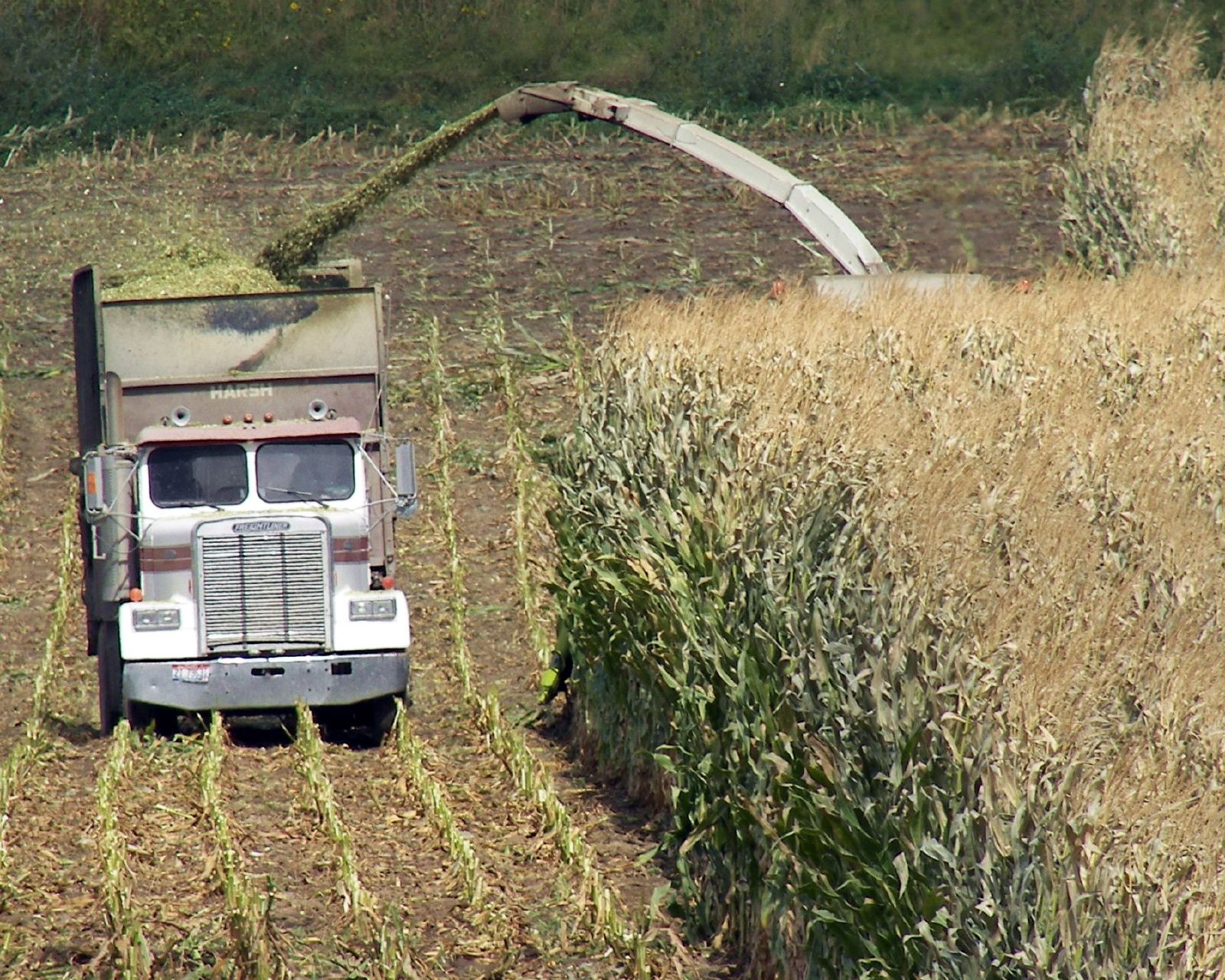 Color photo of a forage harvester chopping corn for silage into a truck mounted forage box.