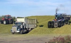 Color image of a straight truck unloading corn silage on a pile with a pushing and packing tractor on the sides of it.