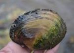  Mussel Pic