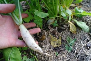 tillageradish2