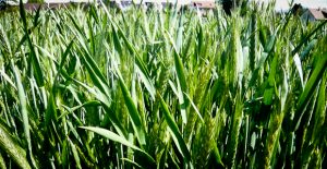 Triticale