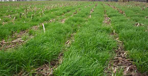 Annual Ryegrass Cover Crops In Wisconsin 4947