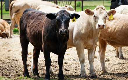 Considerations for slowing feedlot cattle growth due to the COVID-19 pandemic