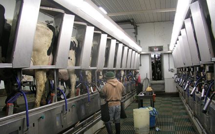 Considerations in Reducing Milk Production: Switching Cows from 3X to 2X Milking
