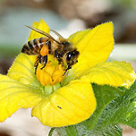 bee on flower