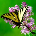 Butterfly on milkweed flower