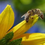 bee on flower