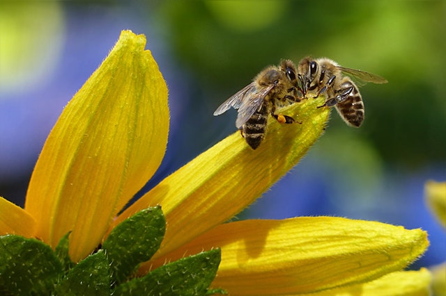 Fears for bees as US set to extend use of toxic pesticides that paralyse insects