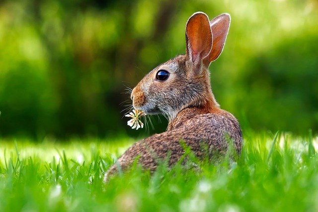 Widely used neonic insecticides may be a threat to mammals, too