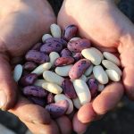 hands holding dry beans