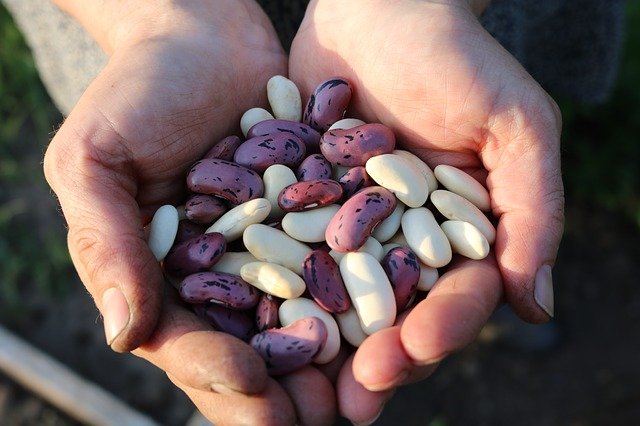 Beans May Be the ‘Food of the Future,’ but U.S. Farmers Aren’t Planting Enough
