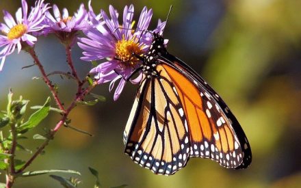 Migratory Monarch Butterflies Are Listed as an Endangered Species