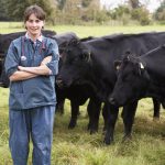 veterinarian with beef cattle