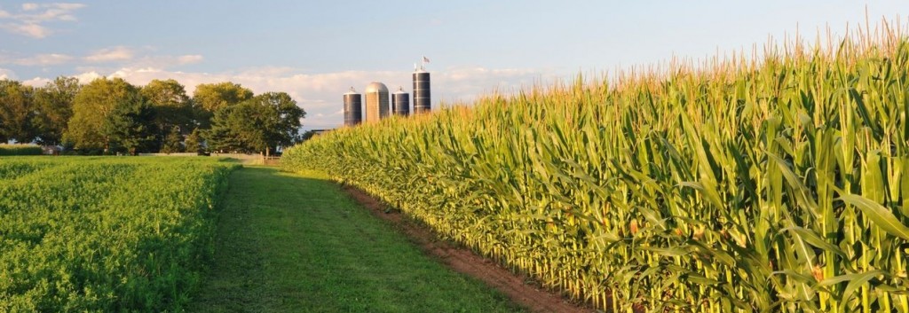 corn field long-washington county