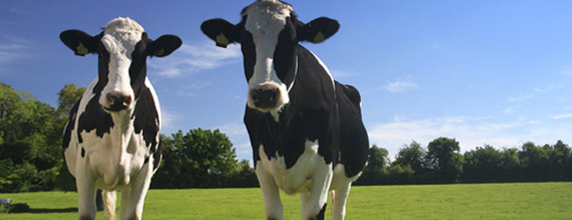 two-cows-image