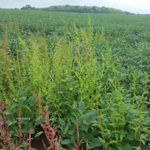 waterhemp