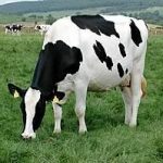 picture of a black and white Holstein cow eating grass