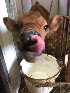 calf sticking out tongue