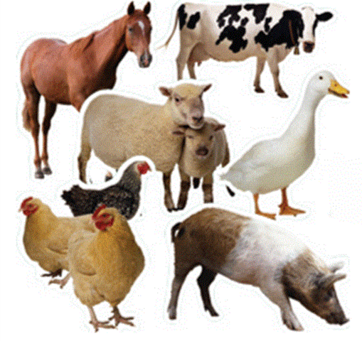 photo of farm animals