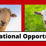 cow sheep goat pigs educational opportunity
