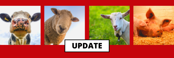 cow sheep goat pigs update