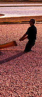 agriculture side image