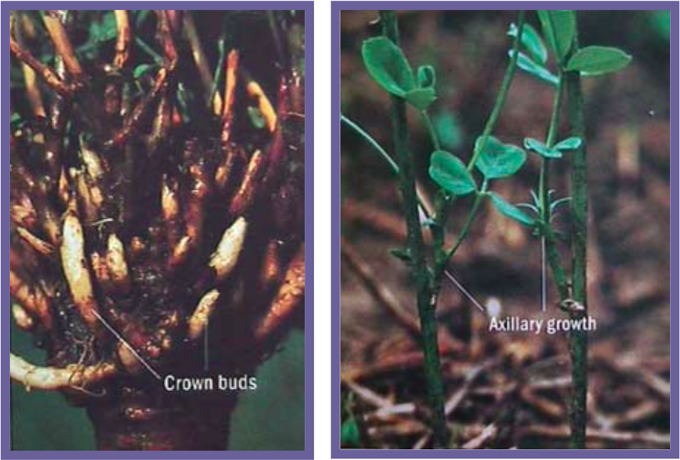 The Long and Short of Alfalfa Cutting Height Team Forage