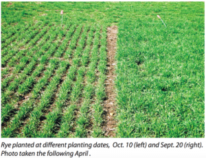 Planting Winter Rye after Corn Silage: Managing for Forage – Team Forage