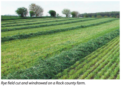 growing rye grass for cattle