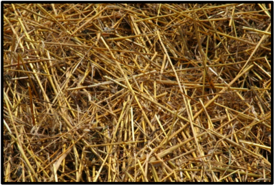 Wheat straw can help keep cows full