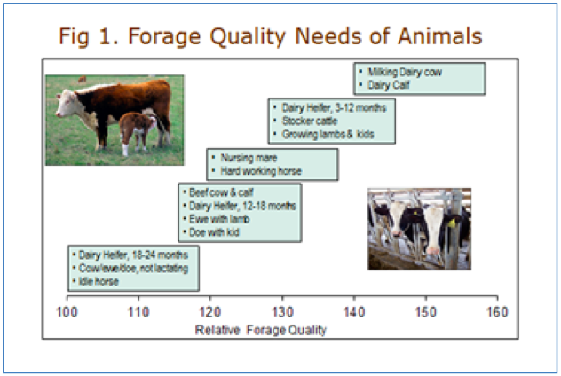 Rfv Hay Chart