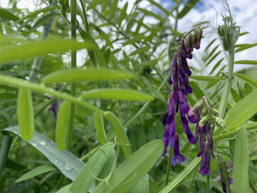 Mentorship Program – Lower Fox Demonstration Farms Network