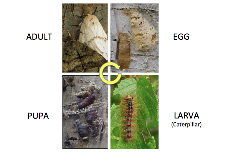 Life Cycle – Gypsy Moth in Wisconsin