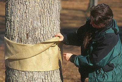 Making a Burlap Barrier Band Trap – Gypsy Moth in Wisconsin