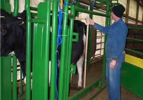 Holstein Show Heifer Growth Chart