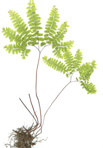 Adiantum pedatum