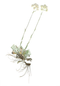 Antennaria plantaginifolia (L.) Richardson