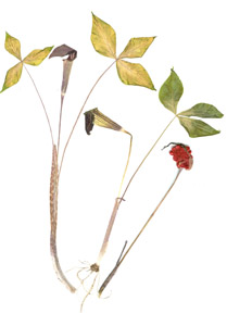 Arisaema triphyllum (L.) Schott