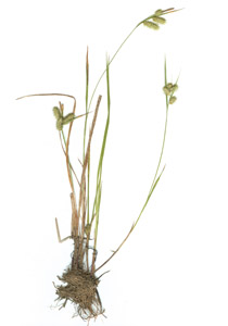 Carex hystericina Muhl. Ex Wild.