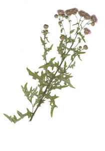 Cirsium arvense (L.) Scop. 