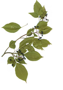 Cornus alternifolia L.f.