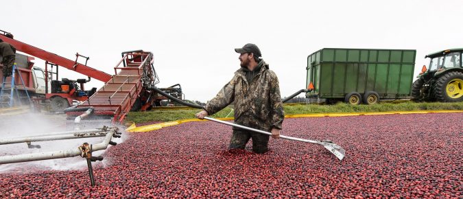 Wisconsin Cranberries: Supporting a billion-dollar industry