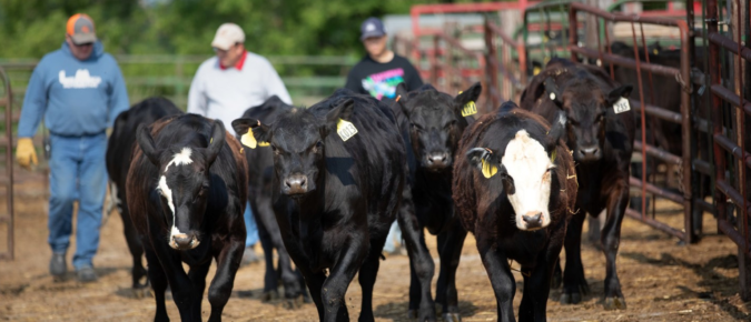Improving the Value of Wisconsin’s Beef through Management Decisions
