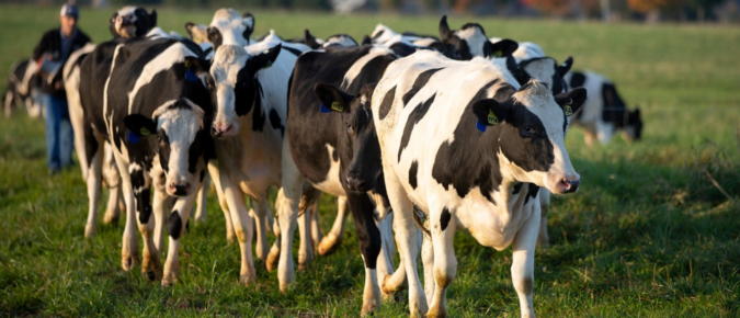 Providing Timely Research to Help Dairy Farmers Innovate