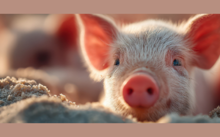 Piglets with the Cloverbuds