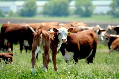 brown and white calf in a field with heifers