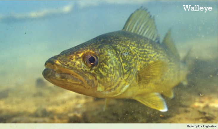 walleye